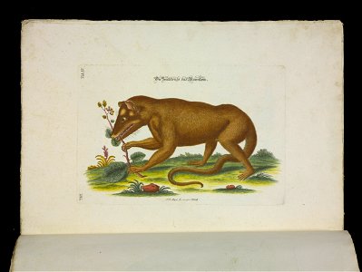 Angenehmer und nutzlicher Zeit-Vertreib mit Betrachtung curioser Vorstellungen allerhand kriechender, fliegender und schwimmender Thiere 1756 (44265857)
