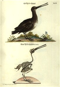 Angenehmer und nutzlicher Zeit-Vertreib mit Betrachtung curioser Vorstellungen allerhand kriechender, fliegender und schwimmender Thiere 1748 (21220745)