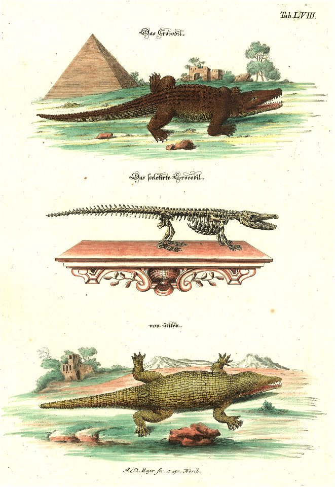Angenehmer und nutzlicher Zeit-Vertreib mit Betrachtung curioser Vorstellungen allerhand kriechender, fliegender und schwimmender Thiere 1748 (21221517)