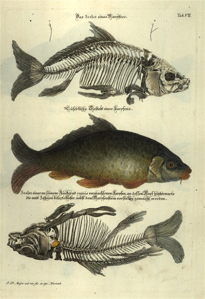 Angenehmer und nutzlicher Zeit-Vertreib mit Betrachtung curioser Vorstellungen allerhand kriechender, fliegender und schwimmender Thiere 1748 (21220681)