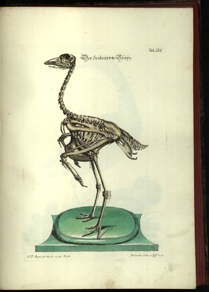Angenehmer und nutzlicher Zeit-Vertreib mit Betrachtung curioser Vorstellungen allerhand kriechender, fliegender und schwimmender Thiere 1748 (21220825)
