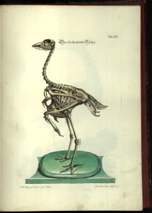 Angenehmer und nutzlicher Zeit-Vertreib mit Betrachtung curioser Vorstellungen allerhand kriechender, fliegender und schwimmender Thiere 1748 (21220825)