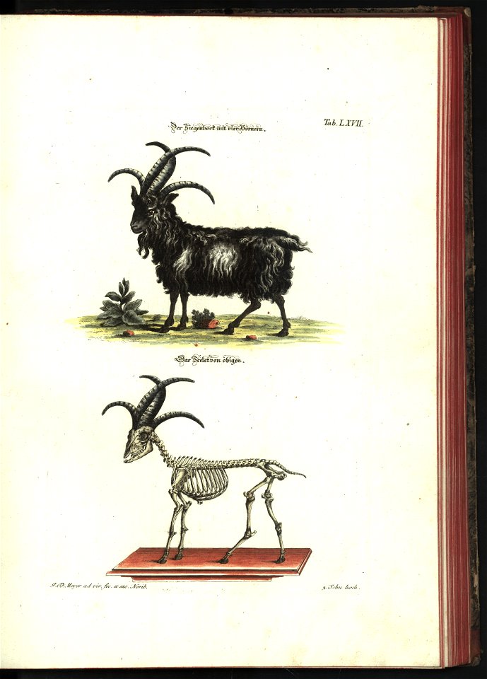 Angenehmer und nutzlicher Zeit-Vertreib mit Betrachtung curioser Vorstellungen allerhand kriechender, fliegender und schwimmender Thiere 1748 (21221739)