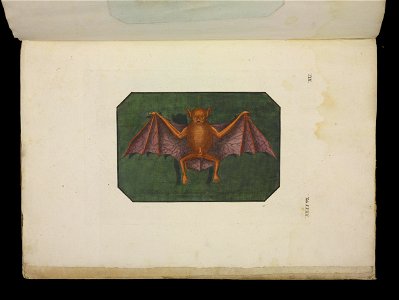 Angenehmer und nutzlicher Zeit-Vertreib mit Betrachtung curioser Vorstellungen allerhand kriechender, fliegender und schwimmender Thiere 1756 (44270538)