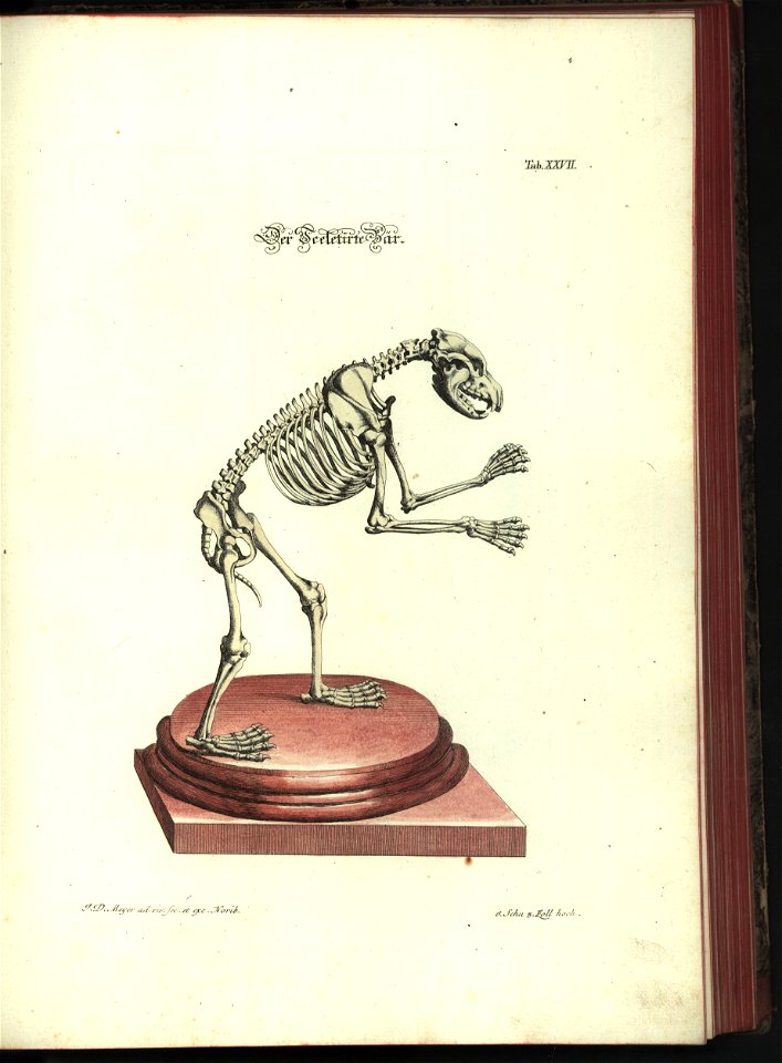 Angenehmer und nutzlicher Zeit-Vertreib mit Betrachtung curioser Vorstellungen allerhand kriechender, fliegender und schwimmender Thiere 1748 (21220905)