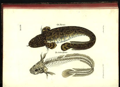 Angenehmer und nutzlicher Zeit-Vertreib mit Betrachtung curioser Vorstellungen allerhand kriechender, fliegender und schwimmender Thiere 1748 (21221792)