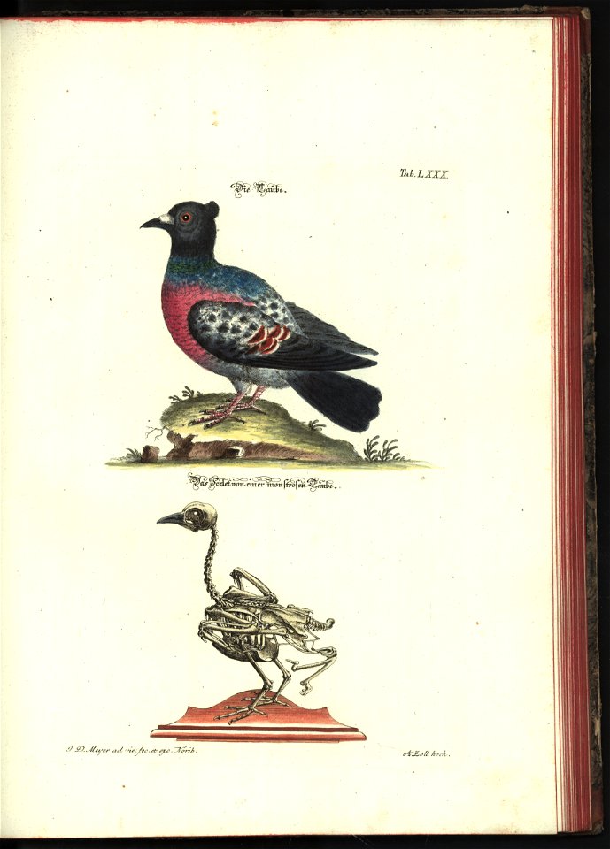 Angenehmer und nutzlicher Zeit-Vertreib mit Betrachtung curioser Vorstellungen allerhand kriechender, fliegender und schwimmender Thiere 1748 (21221964)
