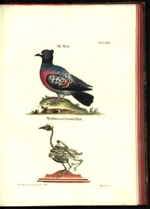 Angenehmer und nutzlicher Zeit-Vertreib mit Betrachtung curioser Vorstellungen allerhand kriechender, fliegender und schwimmender Thiere 1748 (21221964)