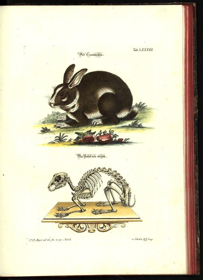 Angenehmer und nutzlicher Zeit-Vertreib mit Betrachtung curioser Vorstellungen allerhand kriechender, fliegender und schwimmender Thiere 1748 (21222065)