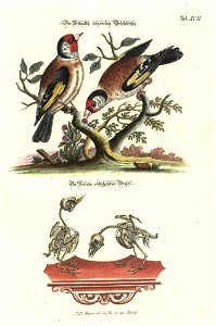 Angenehmer und nutzlicher Zeit-Vertreib mit Betrachtung curioser Vorstellungen allerhand kriechender, fliegender und schwimmender Thiere 1748 (21222238)