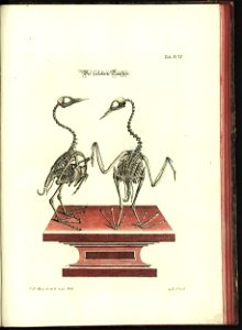 Angenehmer und nutzlicher Zeit-Vertreib mit Betrachtung curioser Vorstellungen allerhand kriechender, fliegender und schwimmender Thiere 1748 (21222486)