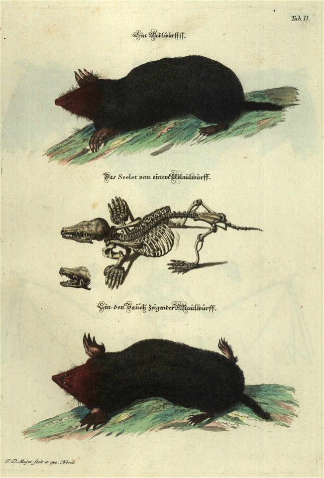 Angenehmer und nutzlicher Zeit-Vertreib mit Betrachtung curioser Vorstellungen allerhand kriechender, fliegender und schwimmender Thiere 1748 (21220662)