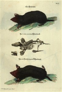 Angenehmer und nutzlicher Zeit-Vertreib mit Betrachtung curioser Vorstellungen allerhand kriechender, fliegender und schwimmender Thiere 1748 (21220662)