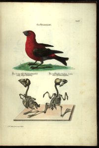 Angenehmer und nutzlicher Zeit-Vertreib mit Betrachtung curioser Vorstellungen allerhand kriechender, fliegender und schwimmender Thiere 1748 (21220669)