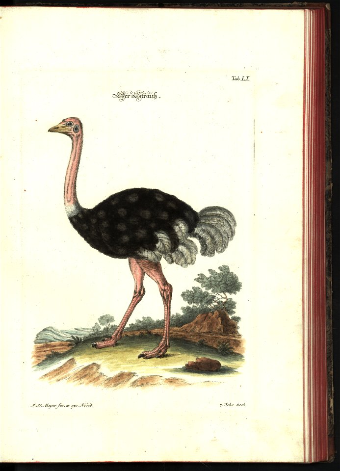 Angenehmer und nutzlicher Zeit-Vertreib mit Betrachtung curioser Vorstellungen allerhand kriechender, fliegender und schwimmender Thiere 1748 (21221576)