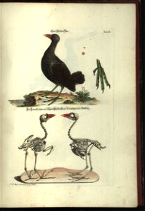 Angenehmer und nutzlicher Zeit-Vertreib mit Betrachtung curioser Vorstellungen allerhand kriechender, fliegender und schwimmender Thiere 1748 (21220722)