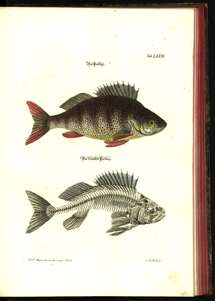 Angenehmer und nutzlicher Zeit-Vertreib mit Betrachtung curioser Vorstellungen allerhand kriechender, fliegender und schwimmender Thiere 1748 (21221808)