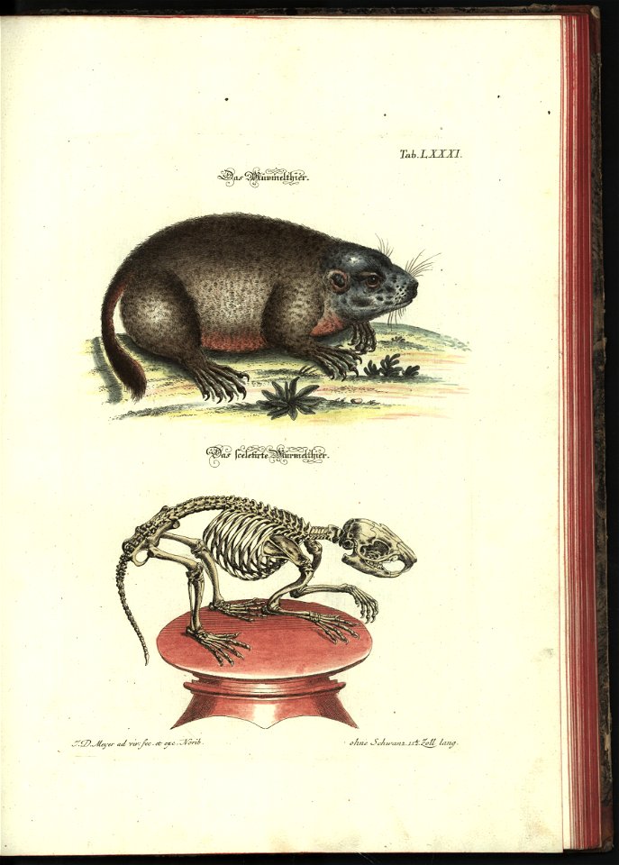 Angenehmer und nutzlicher Zeit-Vertreib mit Betrachtung curioser Vorstellungen allerhand kriechender, fliegender und schwimmender Thiere 1748 (21222009)