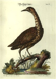 Angenehmer und nutzlicher Zeit-Vertreib mit Betrachtung curioser Vorstellungen allerhand kriechender, fliegender und schwimmender Thiere 1748 (21220827)