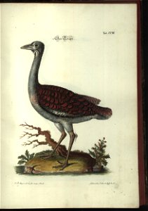 Angenehmer und nutzlicher Zeit-Vertreib mit Betrachtung curioser Vorstellungen allerhand kriechender, fliegender und schwimmender Thiere 1748 (21220823)