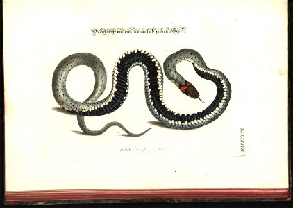 Angenehmer und nutzlicher Zeit-Vertreib mit Betrachtung curioser Vorstellungen allerhand kriechender, fliegender und schwimmender Thiere 1748 (21222151)