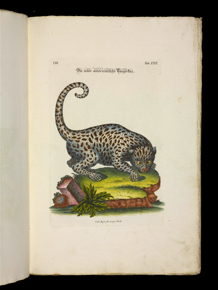 Angenehmer und nutzlicher Zeit-Vertreib mit Betrachtung curioser Vorstellungen allerhand kriechender, fliegender und schwimmender Thiere 1756 (44268647)