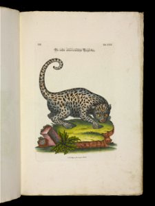 Angenehmer und nutzlicher Zeit-Vertreib mit Betrachtung curioser Vorstellungen allerhand kriechender, fliegender und schwimmender Thiere 1756 (44268647)