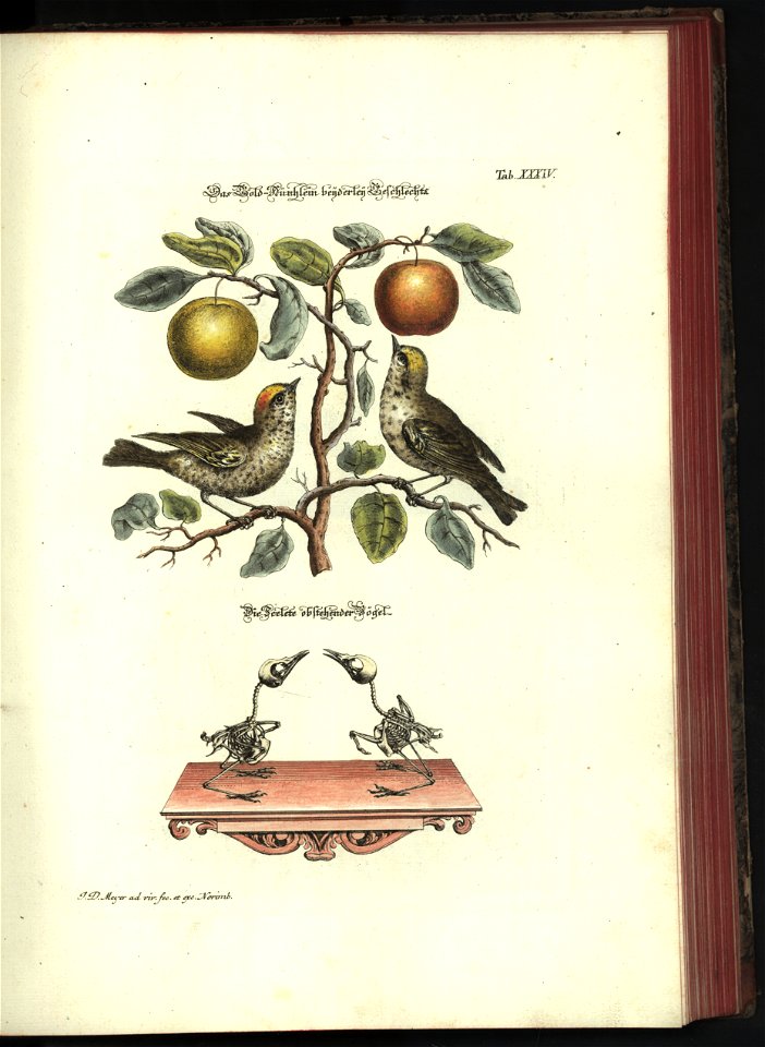 Angenehmer und nutzlicher Zeit-Vertreib mit Betrachtung curioser Vorstellungen allerhand kriechender, fliegender und schwimmender Thiere 1748 (21221079)