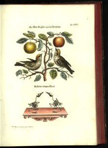 Angenehmer und nutzlicher Zeit-Vertreib mit Betrachtung curioser Vorstellungen allerhand kriechender, fliegender und schwimmender Thiere 1748 (21221079)