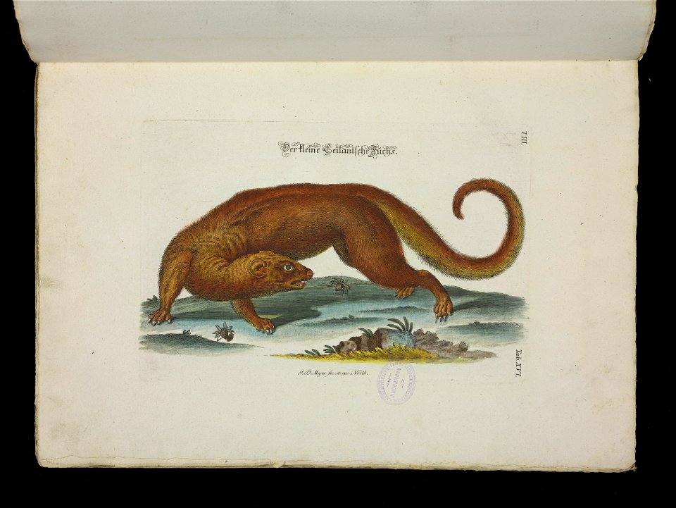 Angenehmer und nutzlicher Zeit-Vertreib mit Betrachtung curioser Vorstellungen allerhand kriechender, fliegender und schwimmender Thiere 1756 (44268331)