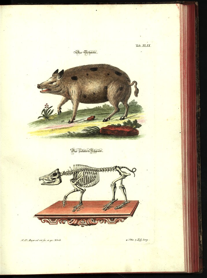 Angenehmer und nutzlicher Zeit-Vertreib mit Betrachtung curioser Vorstellungen allerhand kriechender, fliegender und schwimmender Thiere 1748 (21221316)