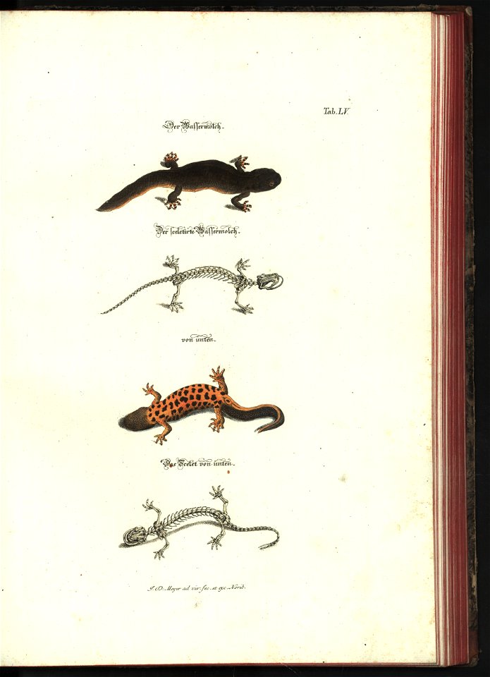 Angenehmer und nutzlicher Zeit-Vertreib mit Betrachtung curioser Vorstellungen allerhand kriechender, fliegender und schwimmender Thiere 1748 (21221462)