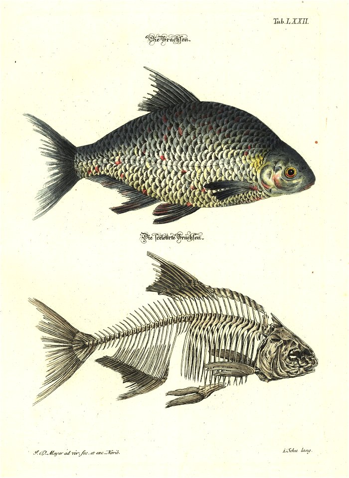Angenehmer und nutzlicher Zeit-Vertreib mit Betrachtung curioser Vorstellungen allerhand kriechender, fliegender und schwimmender Thiere 1748 (21221800)