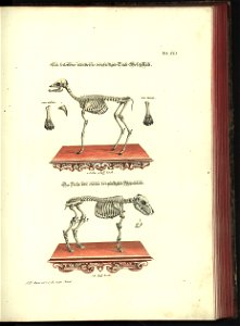 Angenehmer und nutzlicher Zeit-Vertreib mit Betrachtung curioser Vorstellungen allerhand kriechender, fliegender und schwimmender Thiere 1748 (21221177)