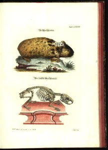 Angenehmer und nutzlicher Zeit-Vertreib mit Betrachtung curioser Vorstellungen allerhand kriechender, fliegender und schwimmender Thiere 1748 (21222054)