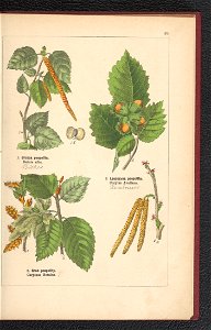 Atlas panstwa roslinnego 1900 (97592334)