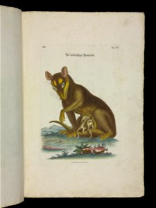 Angenehmer und nutzlicher Zeit-Vertreib mit Betrachtung curioser Vorstellungen allerhand kriechender, fliegender und schwimmender Thiere 1756 (44267110)