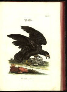 Angenehmer und nutzlicher Zeit-Vertreib mit Betrachtung curioser Vorstellungen allerhand kriechender, fliegender und schwimmender Thiere 1748 (21221608)