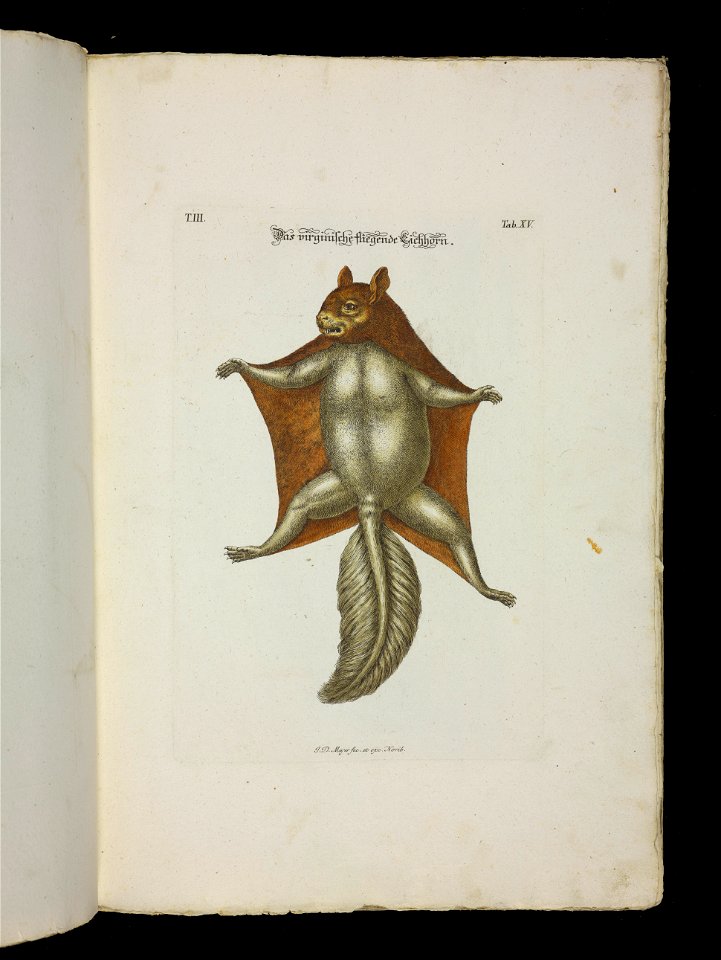 Angenehmer und nutzlicher Zeit-Vertreib mit Betrachtung curioser Vorstellungen allerhand kriechender, fliegender und schwimmender Thiere 1756 (44268257)