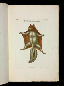 Angenehmer und nutzlicher Zeit-Vertreib mit Betrachtung curioser Vorstellungen allerhand kriechender, fliegender und schwimmender Thiere 1756 (44268257)