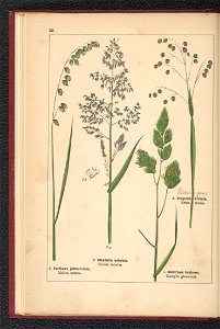 Atlas panstwa roslinnego 1900 (97592187)