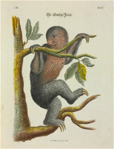 Angenehmer und nutzlicher Zeit-Vertreib mit Betrachtung curioser Vorstellungen allerhand kriechender, fliegender und schwimmender Thiere 1756 (44265060)