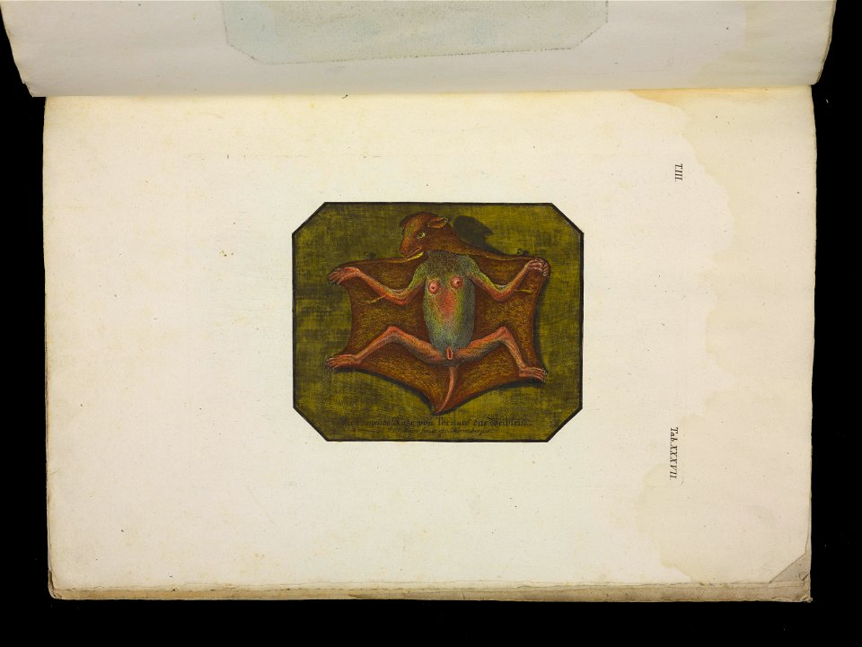 Angenehmer und nutzlicher Zeit-Vertreib mit Betrachtung curioser Vorstellungen allerhand kriechender, fliegender und schwimmender Thiere 1756 (44270367)