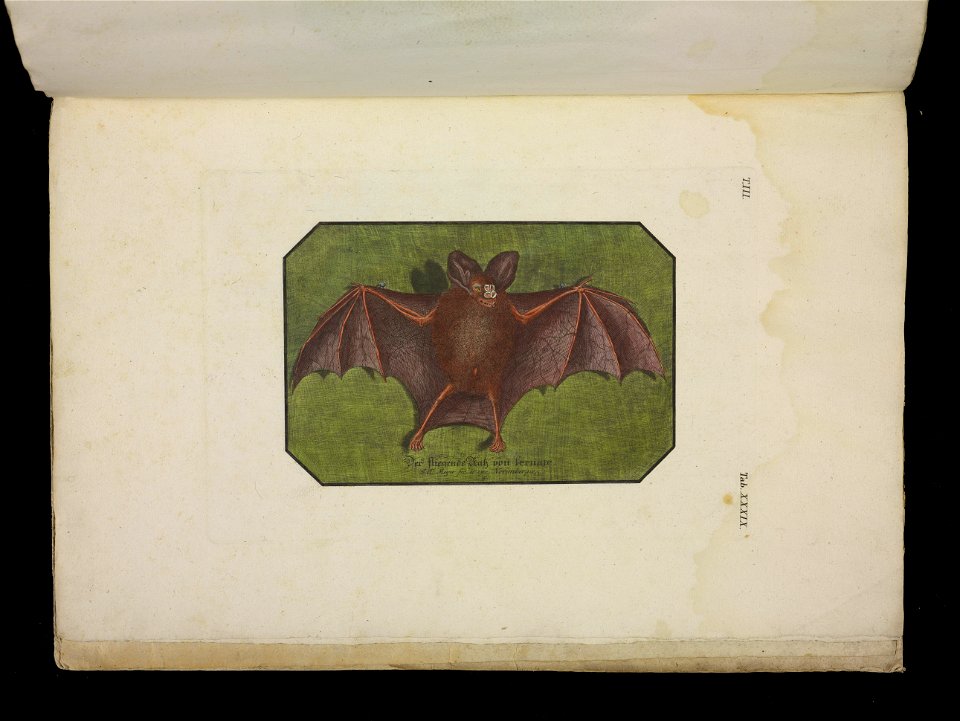 Angenehmer und nutzlicher Zeit-Vertreib mit Betrachtung curioser Vorstellungen allerhand kriechender, fliegender und schwimmender Thiere 1756 (44270489)