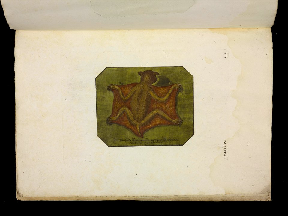 Angenehmer und nutzlicher Zeit-Vertreib mit Betrachtung curioser Vorstellungen allerhand kriechender, fliegender und schwimmender Thiere 1756 (44270444)