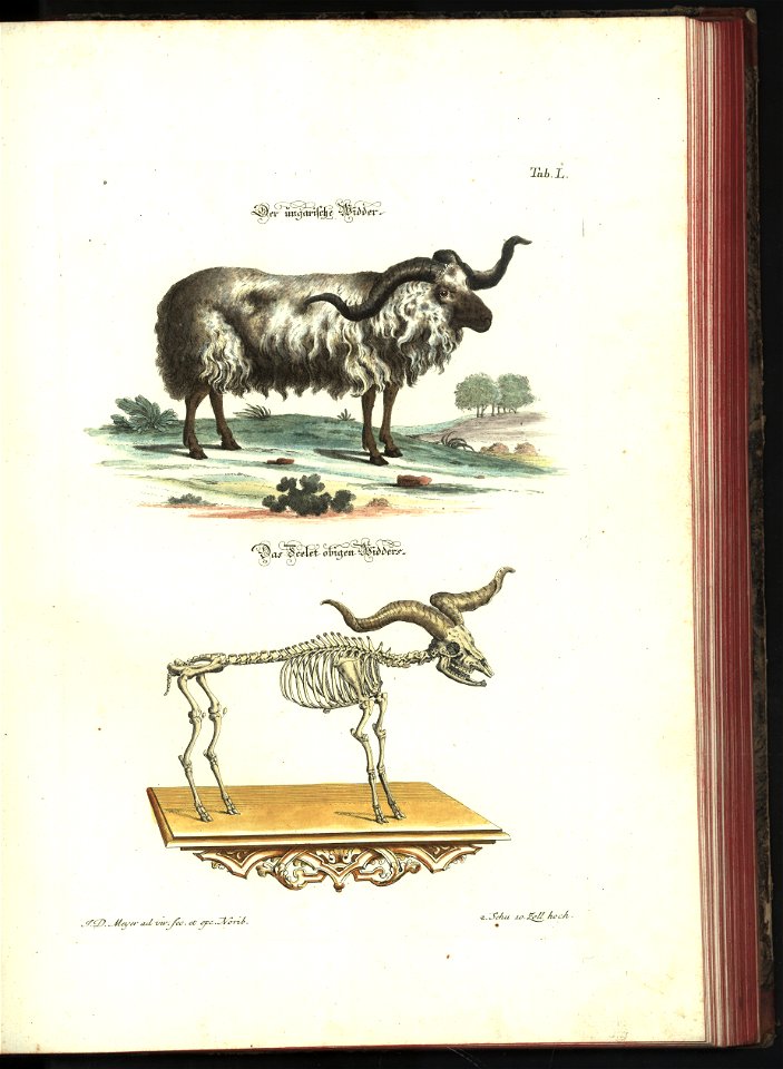 Angenehmer und nutzlicher Zeit-Vertreib mit Betrachtung curioser Vorstellungen allerhand kriechender, fliegender und schwimmender Thiere 1748 (21221339)