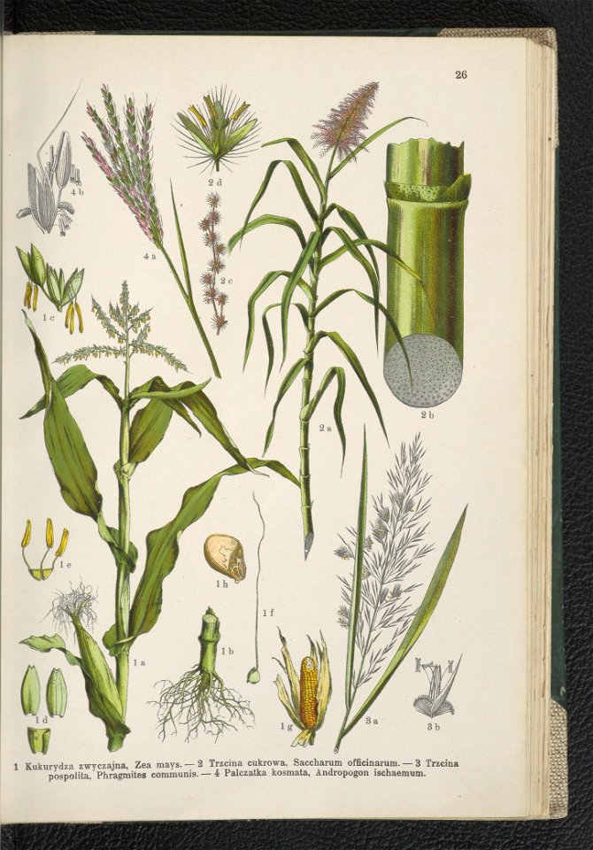 Atlas panstwa roslinnego 1911 (91273385)