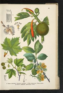 Atlas panstwa roslinnego 1911 (91273422)
