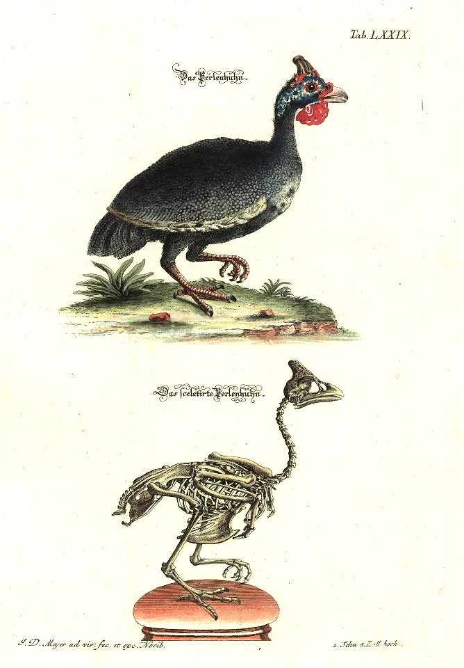 Angenehmer und nutzlicher Zeit-Vertreib mit Betrachtung curioser Vorstellungen allerhand kriechender, fliegender und schwimmender Thiere 1748 (21221947)