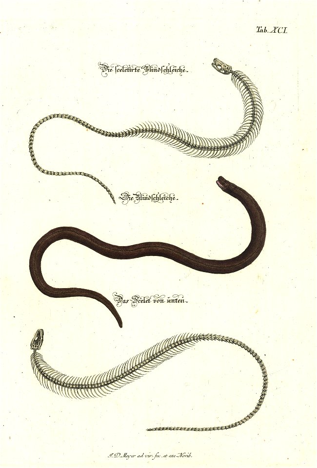 Angenehmer und nutzlicher Zeit-Vertreib mit Betrachtung curioser Vorstellungen allerhand kriechender, fliegender und schwimmender Thiere 1748 (21222216)